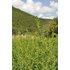 Oregano_Feld_Griechenland.jpg