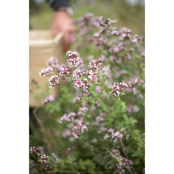 Oregano_Pflanze_Wasserbauer 3.jpg